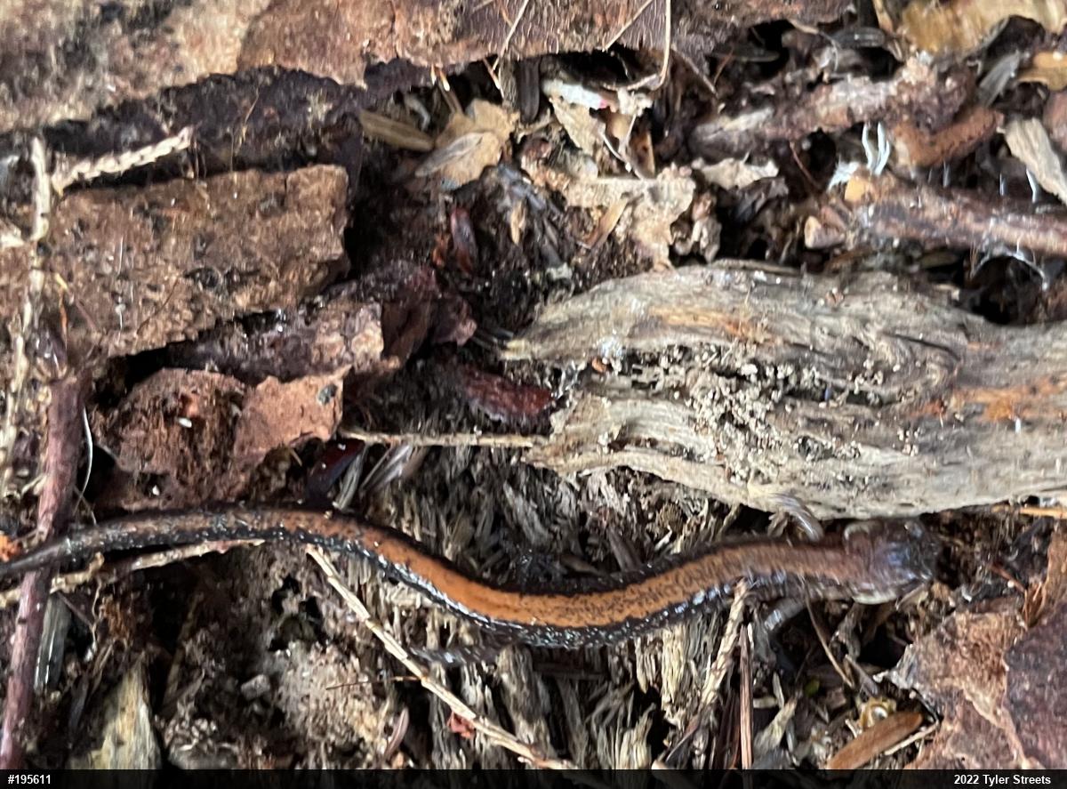 Eastern Red-backed  Salamander