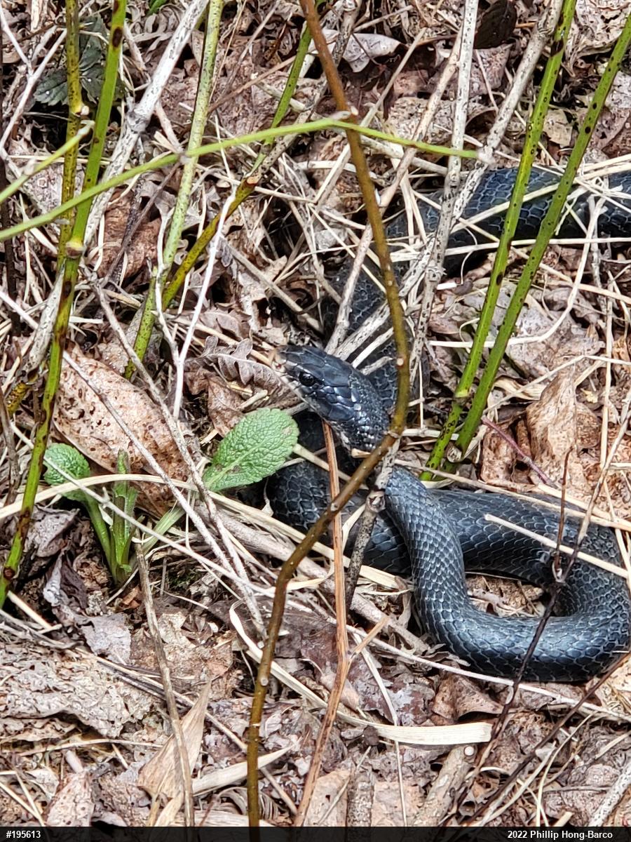 Northern Black Racer