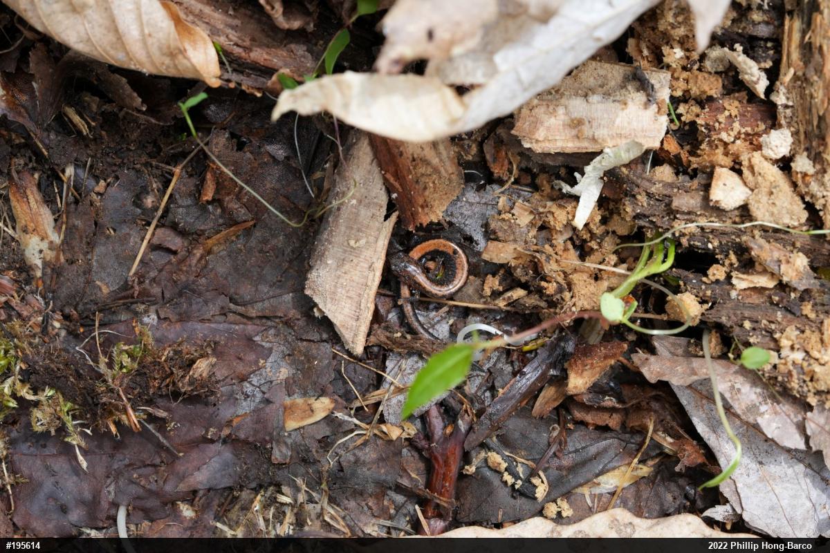 Eastern Red-backed  Salamander