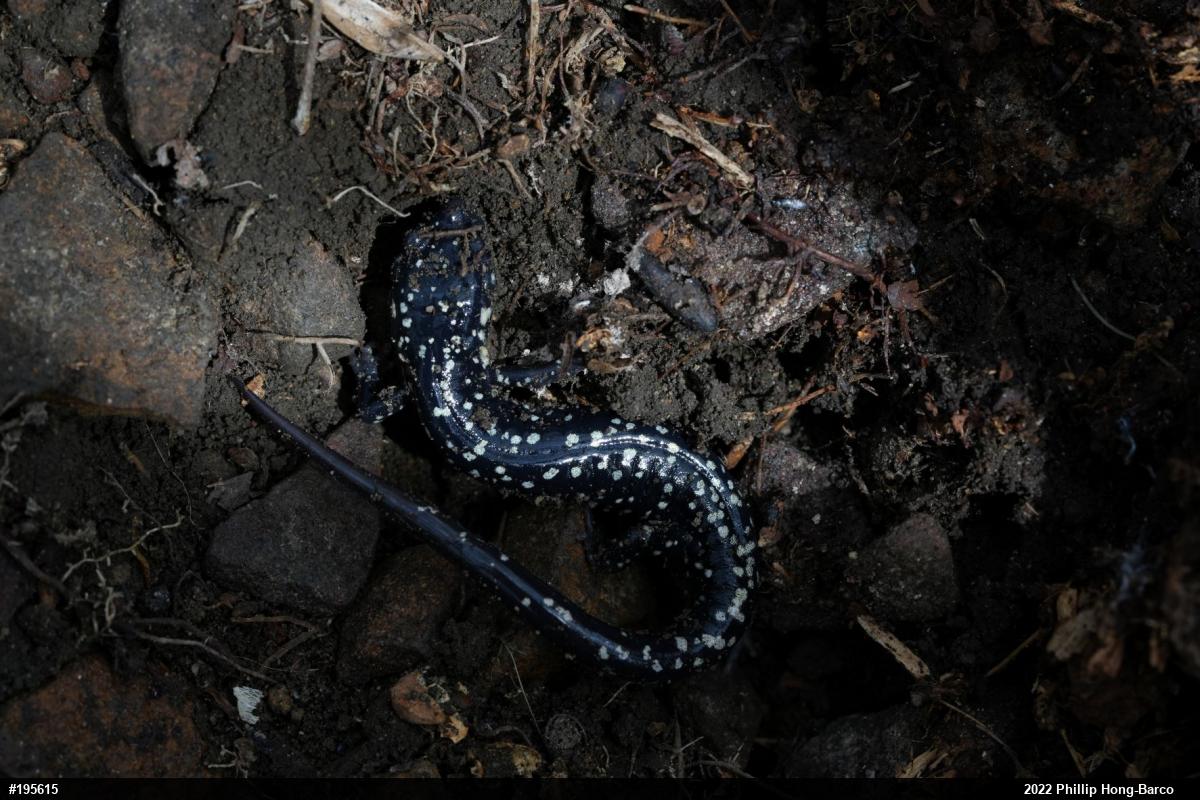 Northern Slimy Salamander