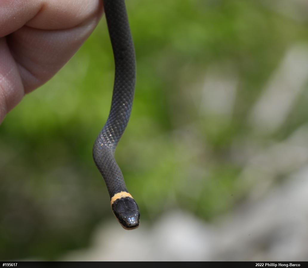 Northern Ring-necked Snake