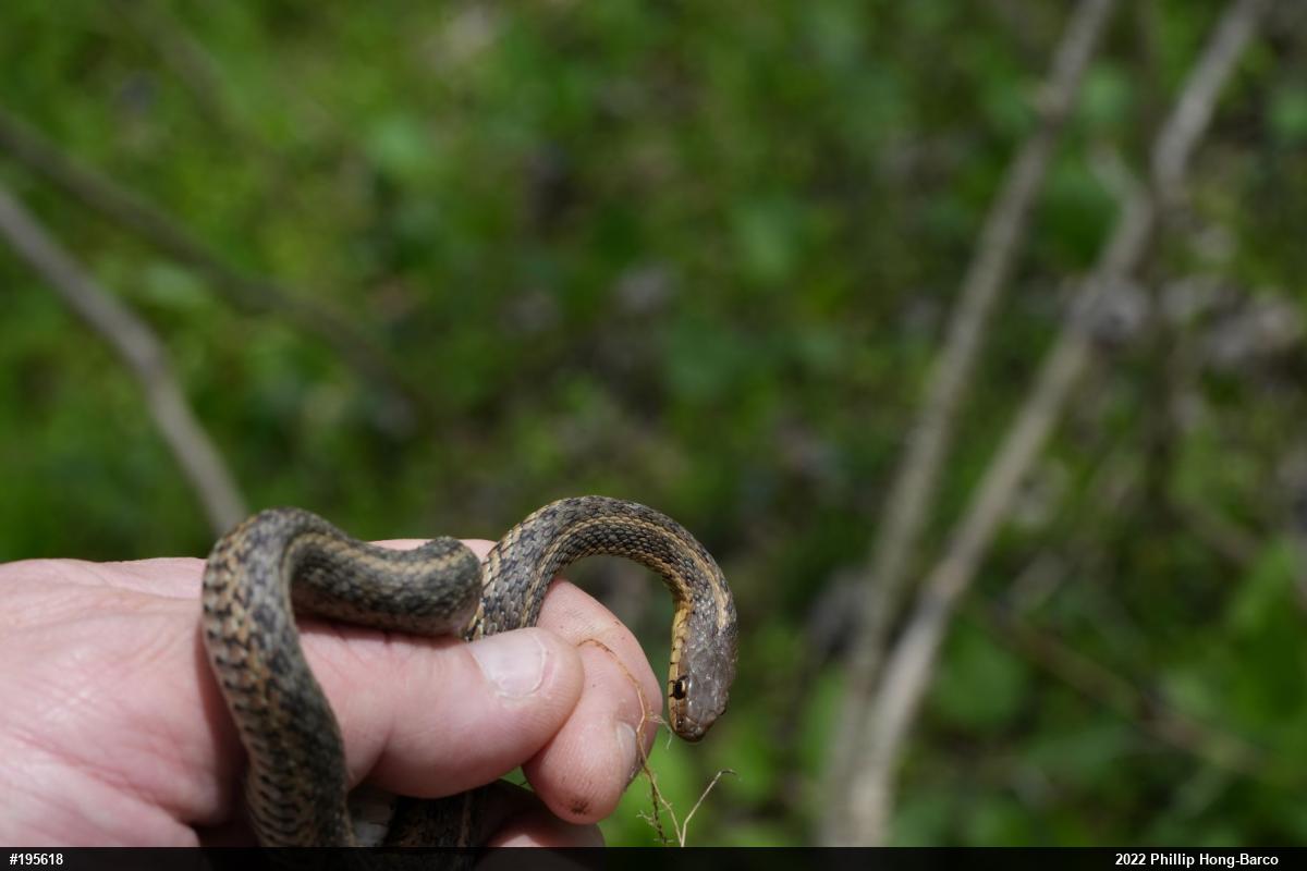 Eastern Gartersnake
