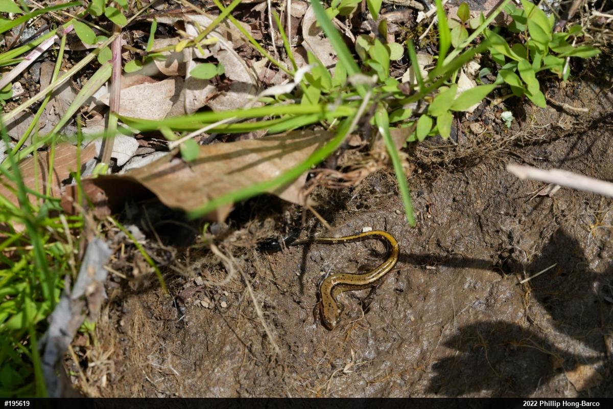 Northern Two-lined Salamander