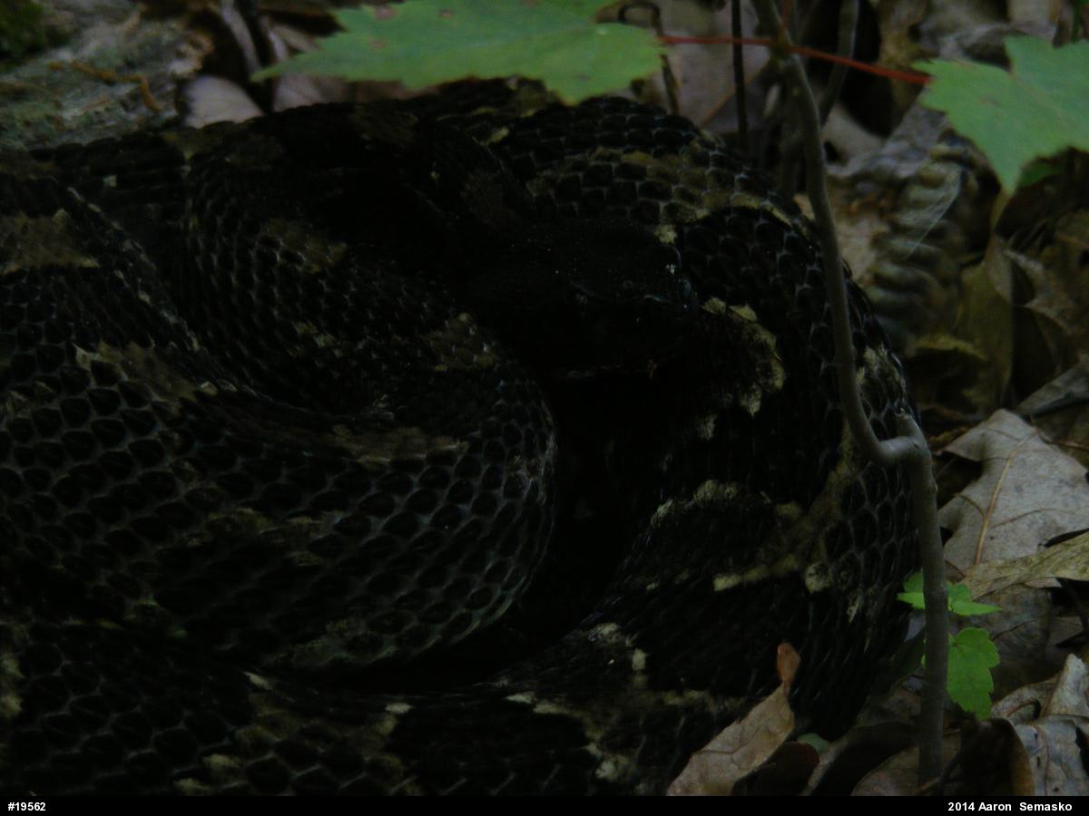 Timber Rattlesnake