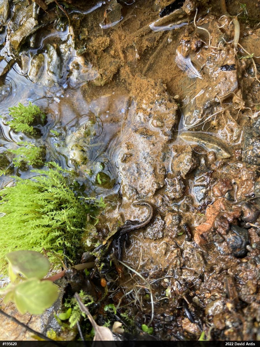 Northern Dusky Salamander