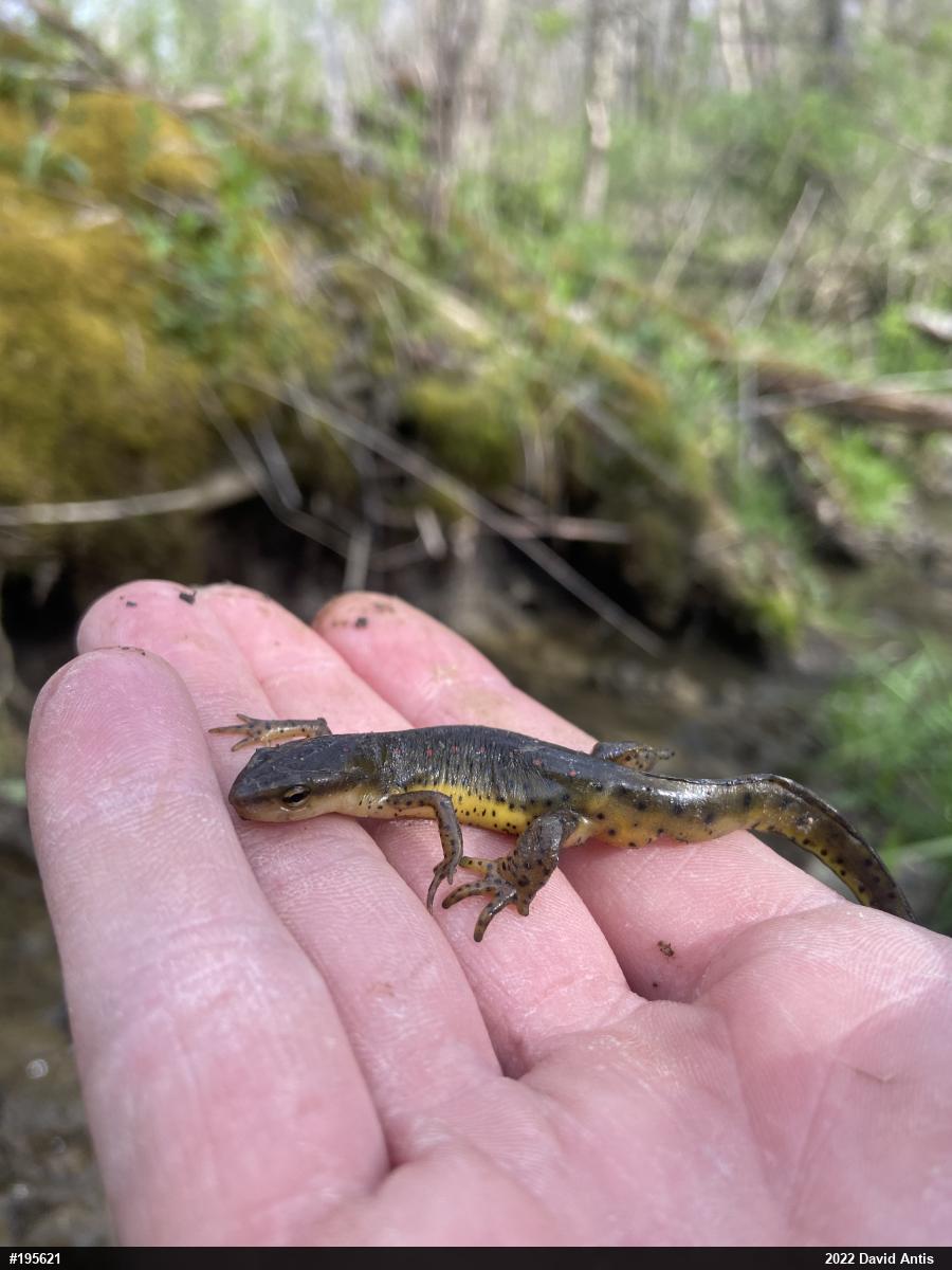 Red-spotted Newt