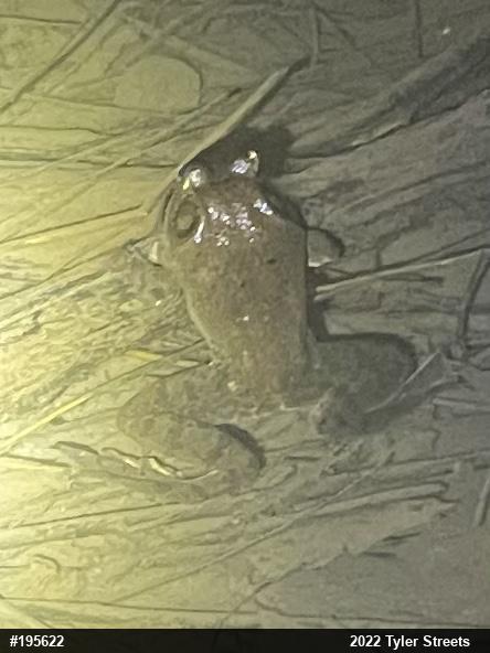 American Bullfrog