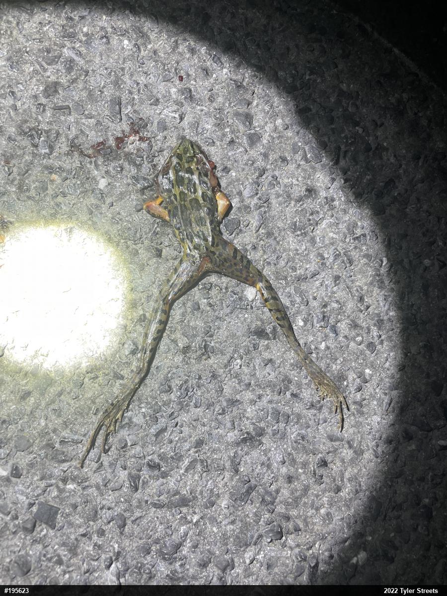 Pickerel Frog