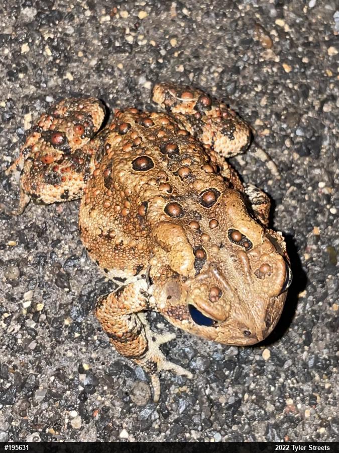 Eastern American Toad