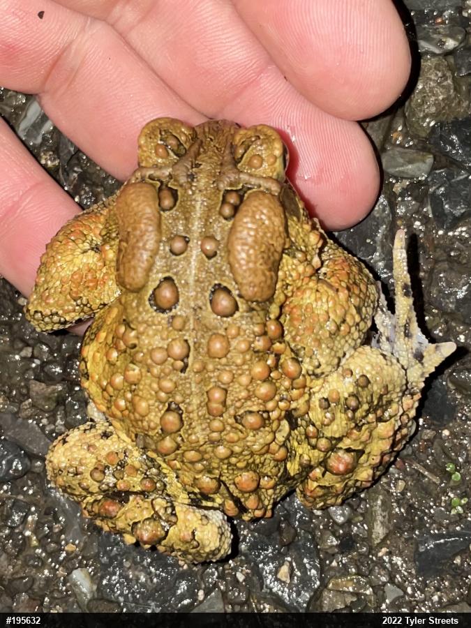 Eastern American Toad