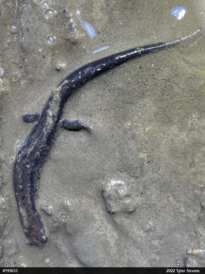 Allegheny Mountain Dusky Salamander