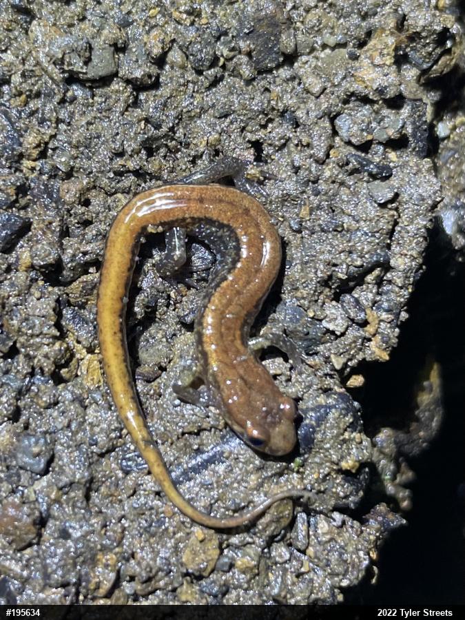 Allegheny Mountain Dusky Salamander