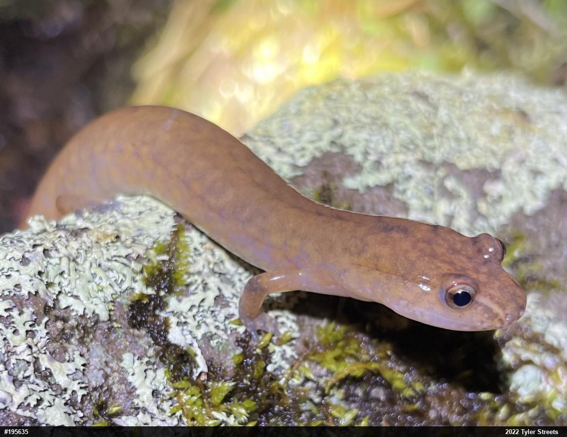 Northern Spring Salamander