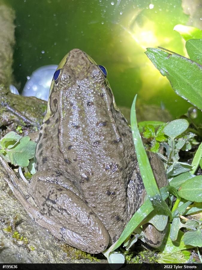 Green Frog