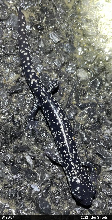 Northern Slimy Salamander
