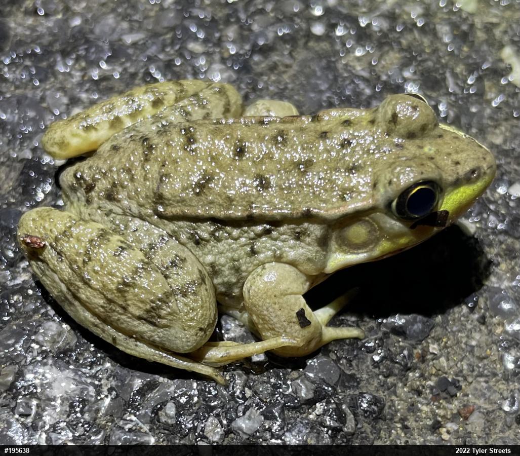 Green Frog