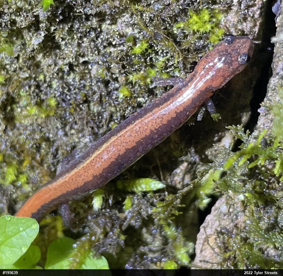 Eastern Red-backed  Salamander