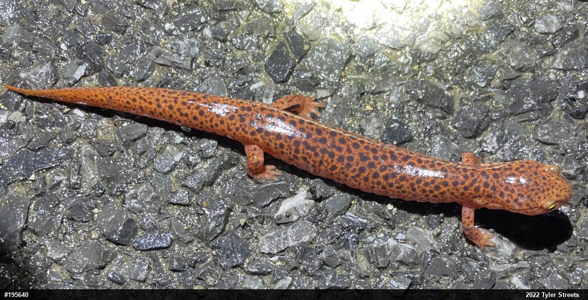 Northern Red Salamander