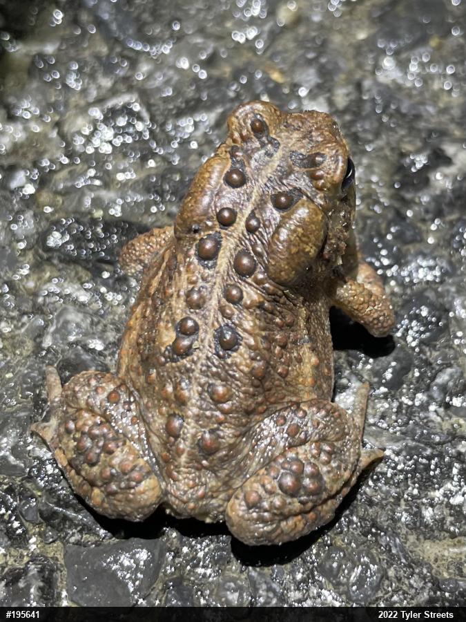Eastern American Toad
