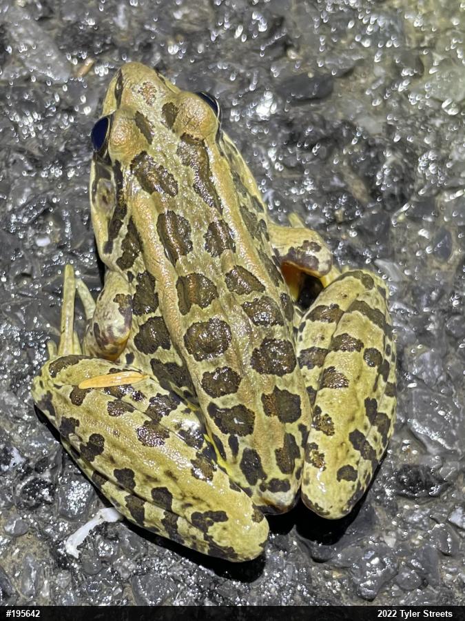 Pickerel Frog