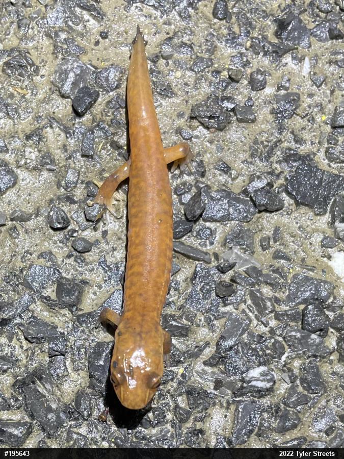 Northern Spring Salamander