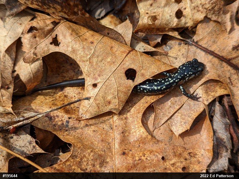 Northern Slimy Salamander