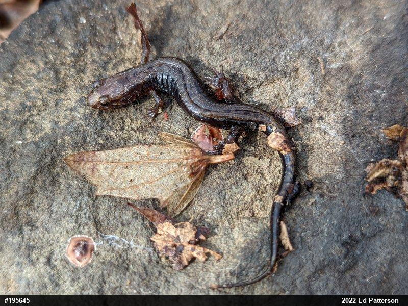 Allegheny Mountain Dusky Salamander