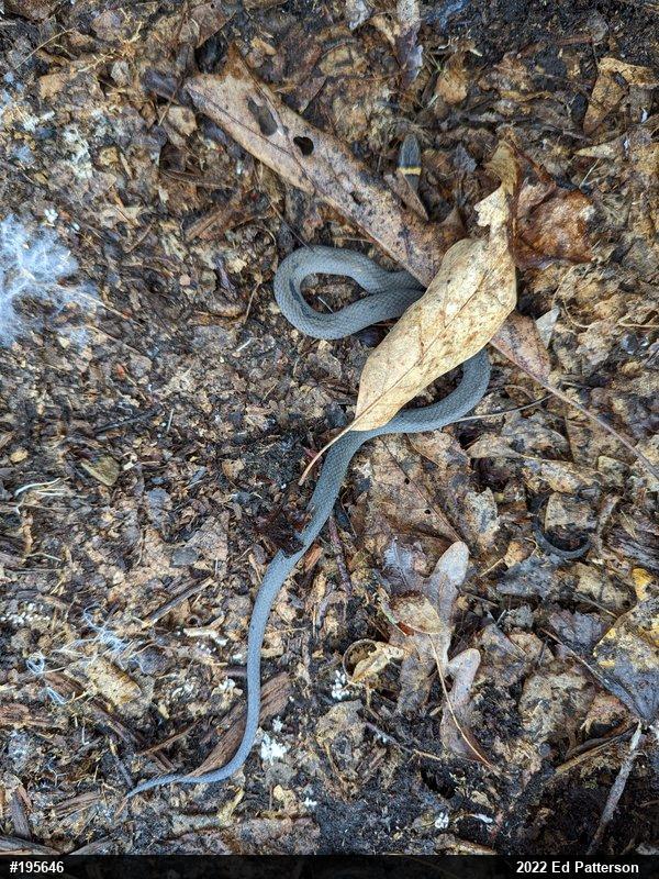 Northern Ring-necked Snake