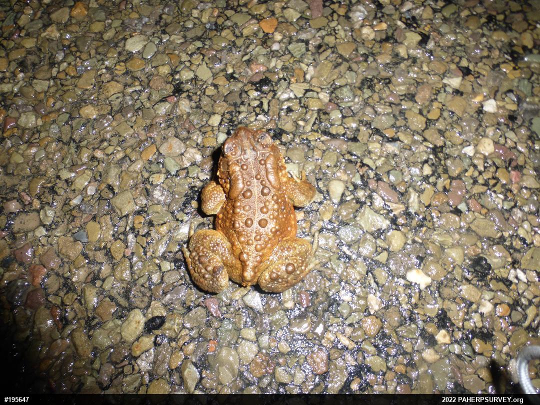 Eastern American Toad