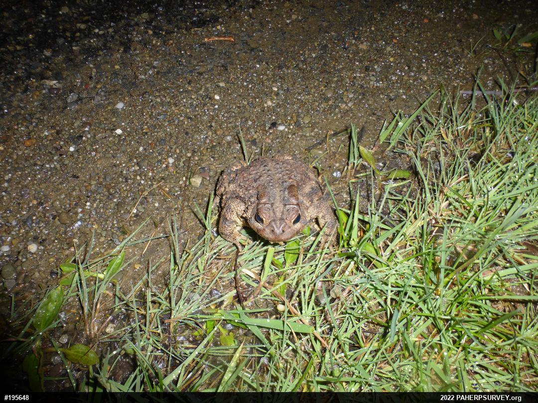 Eastern American Toad