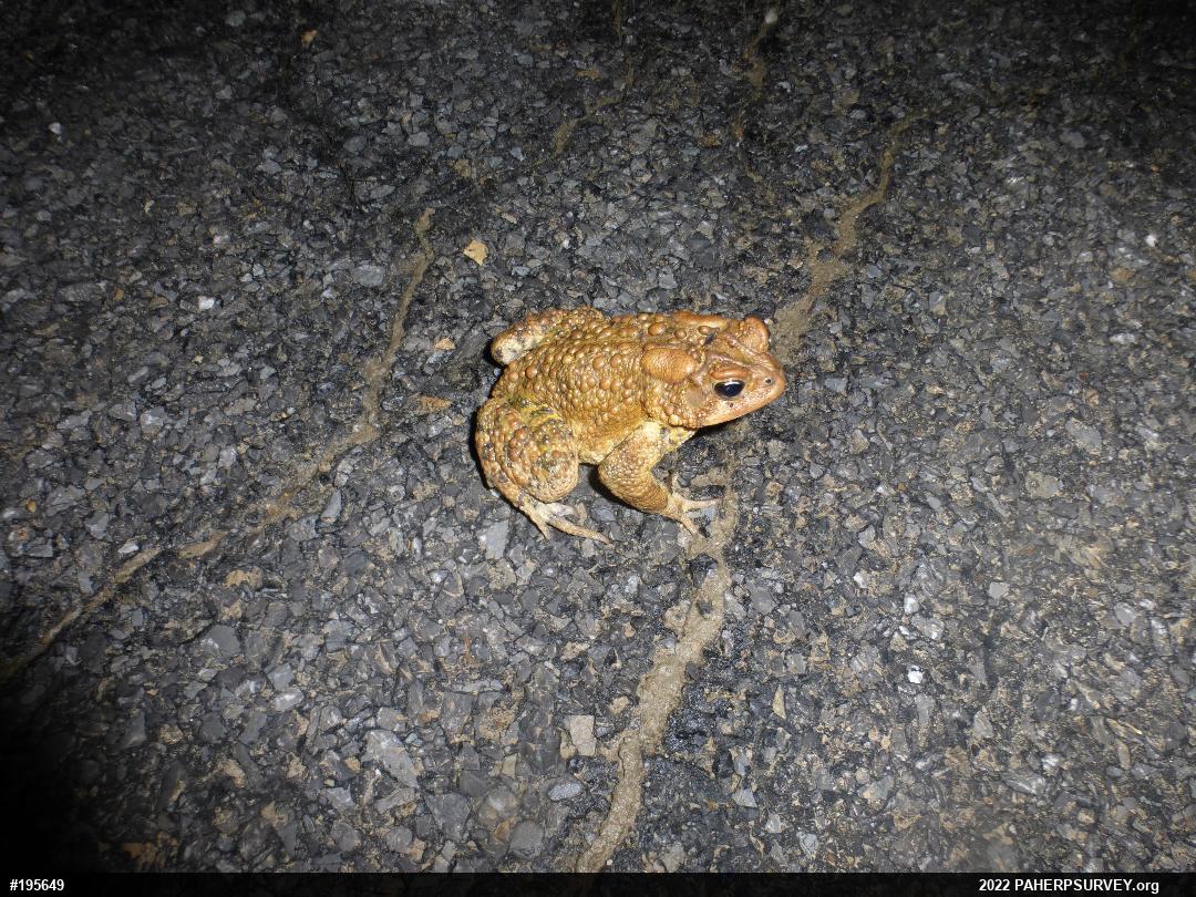 Eastern American Toad