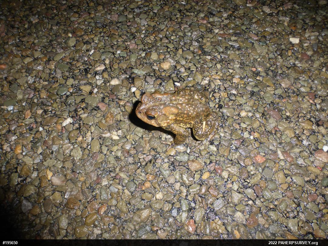 Eastern American Toad