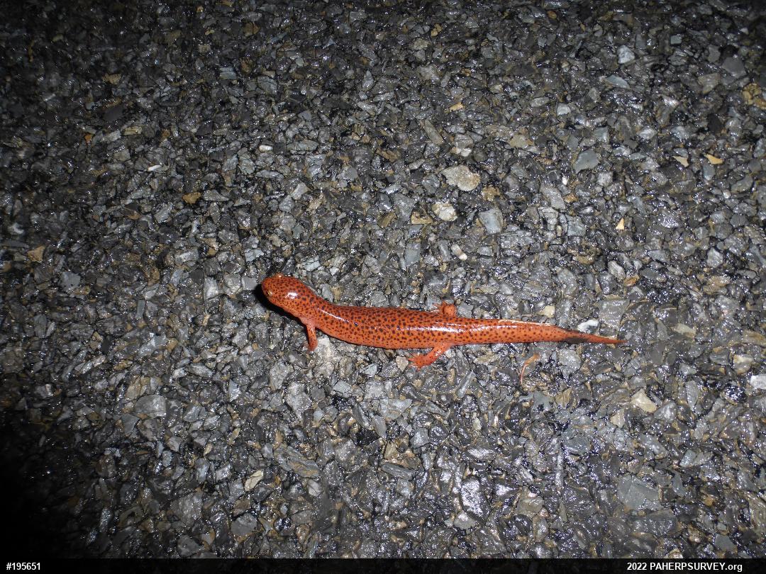 Northern Red Salamander