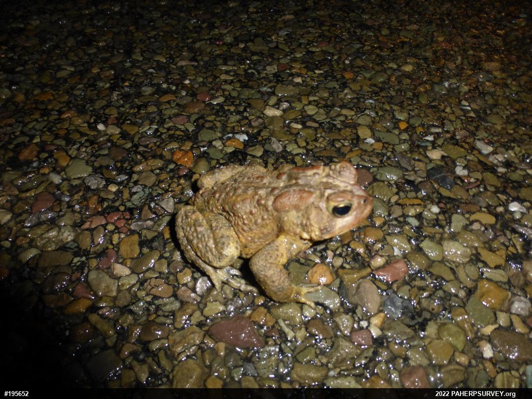 Eastern American Toad