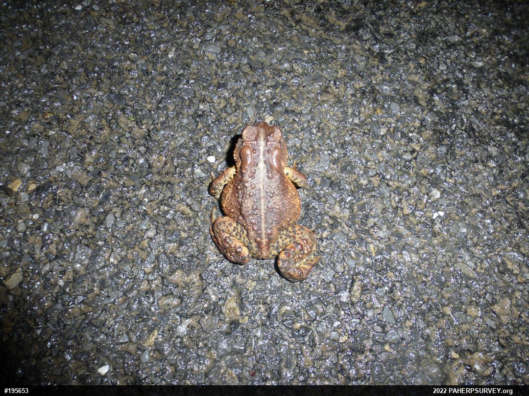 Eastern American Toad