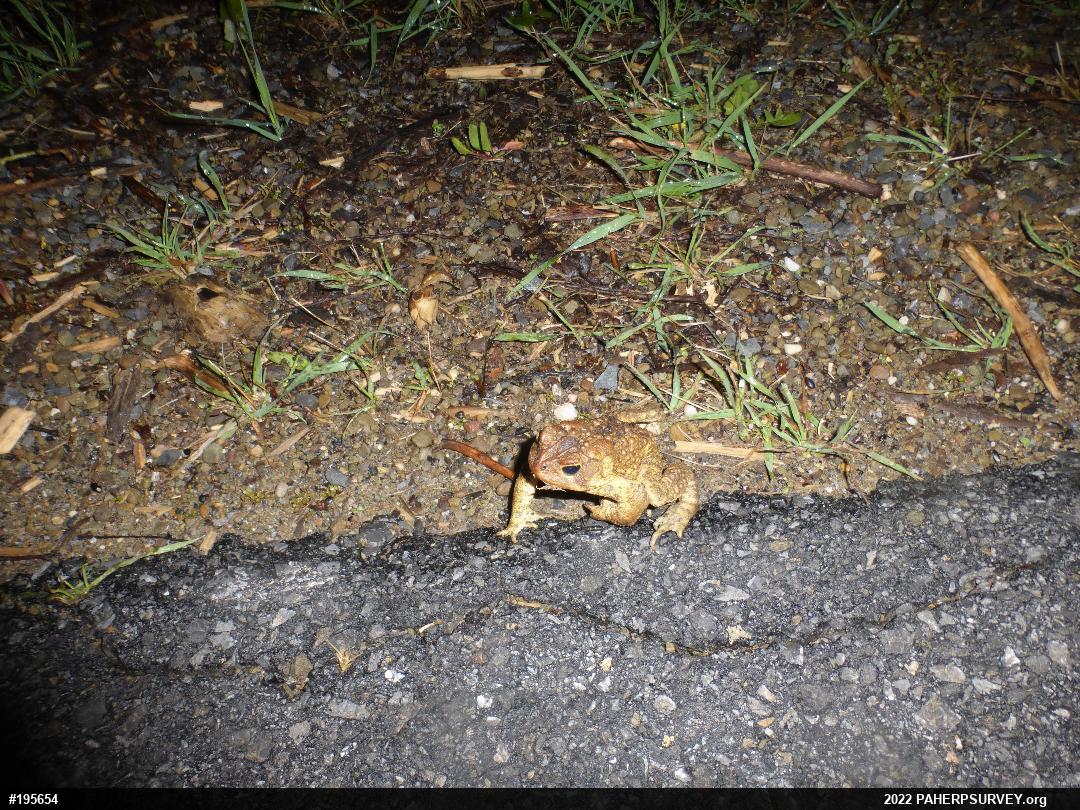Eastern American Toad