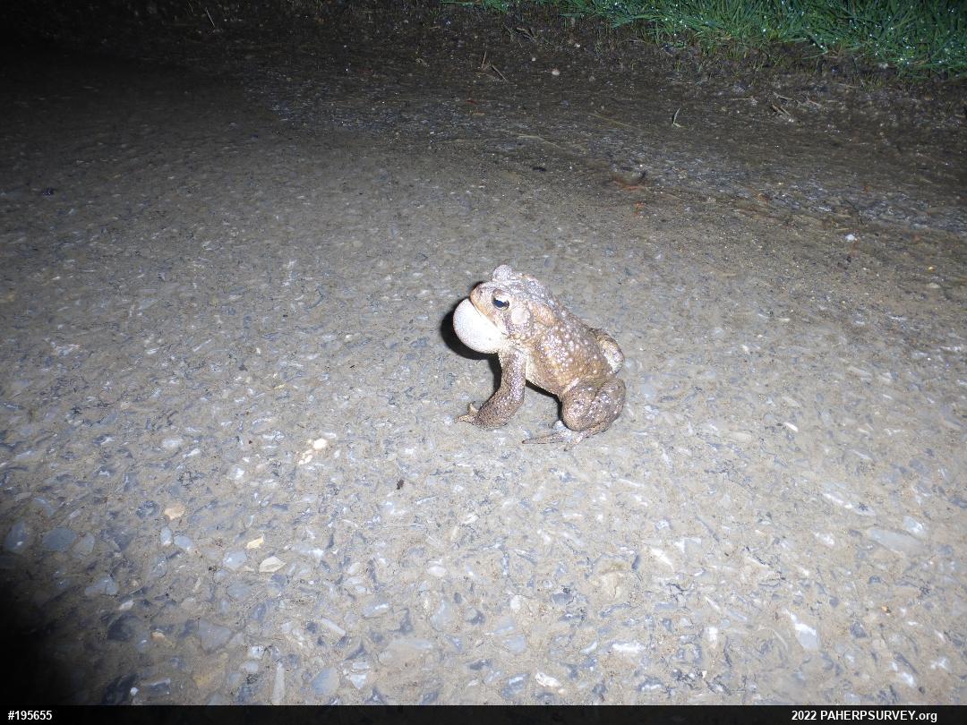 Eastern American Toad