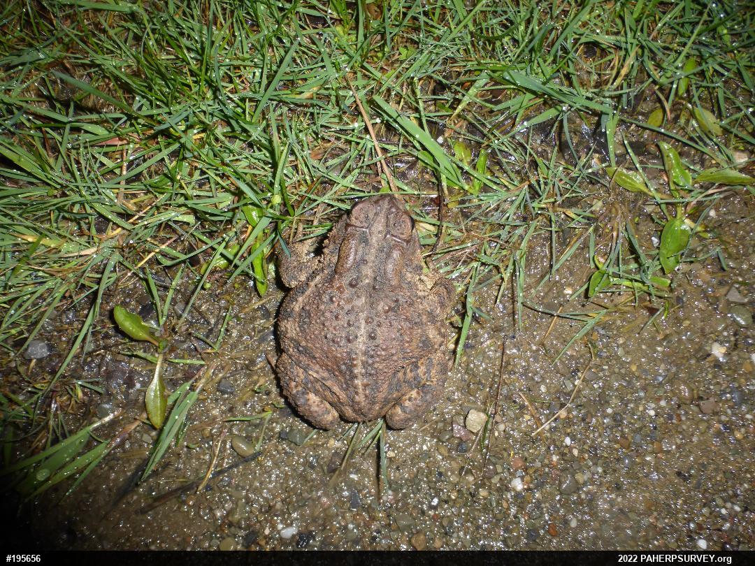 Eastern American Toad