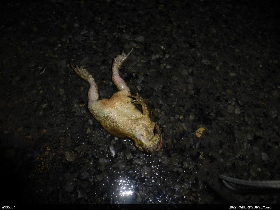 Eastern American Toad