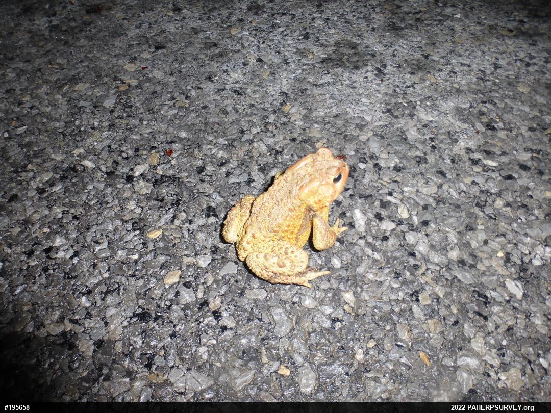 Eastern American Toad