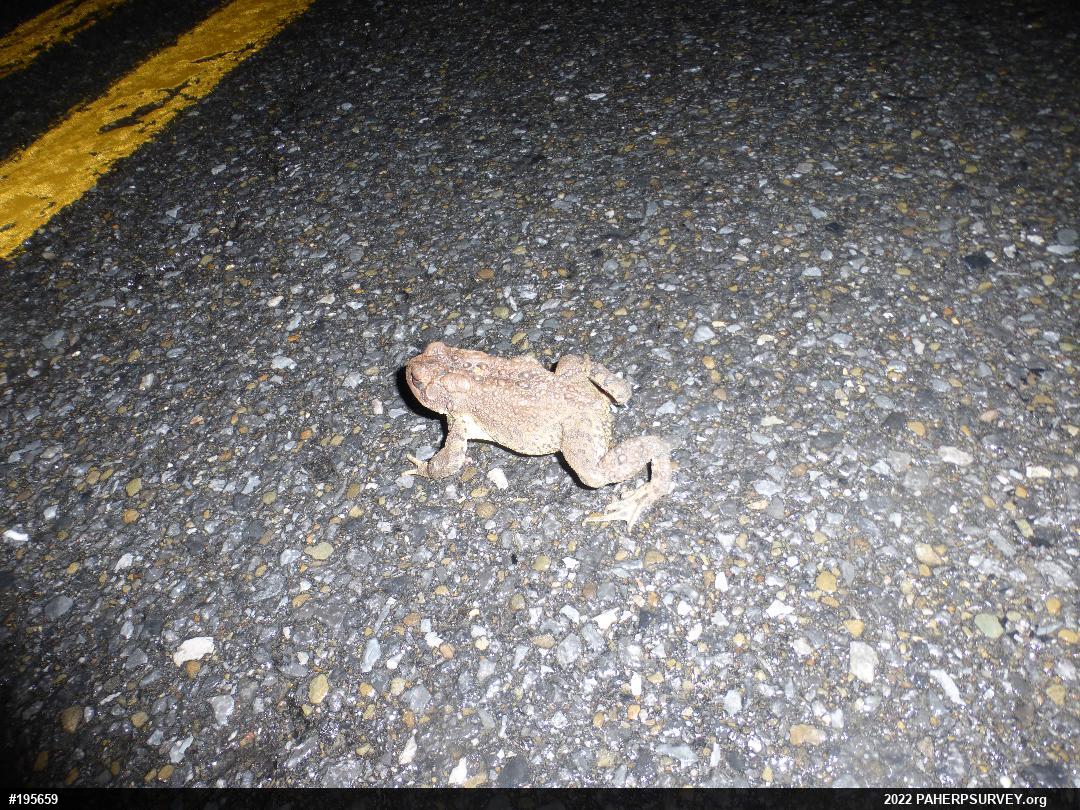 Eastern American Toad