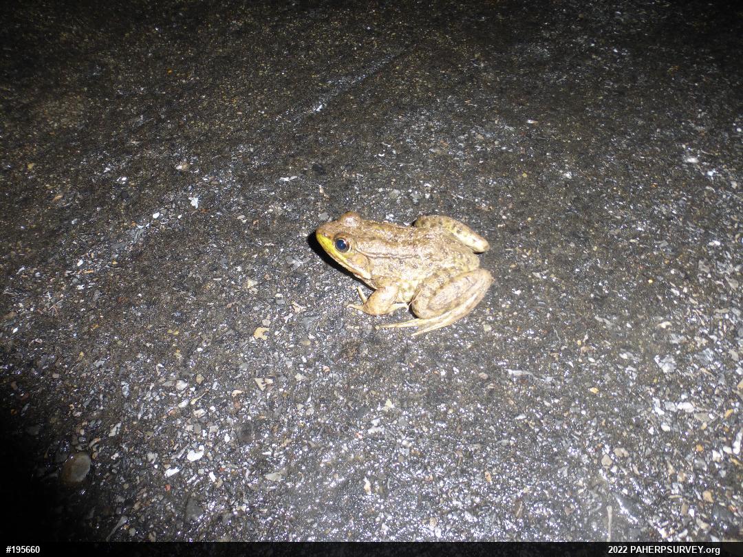 Green Frog