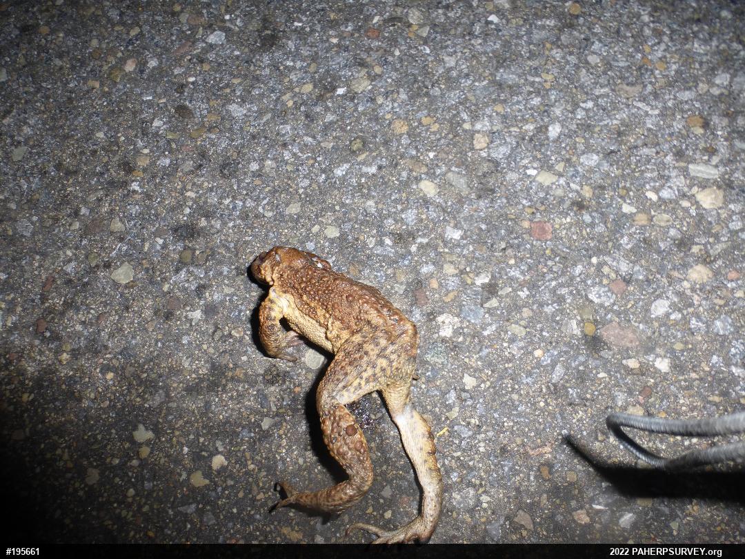 Eastern American Toad