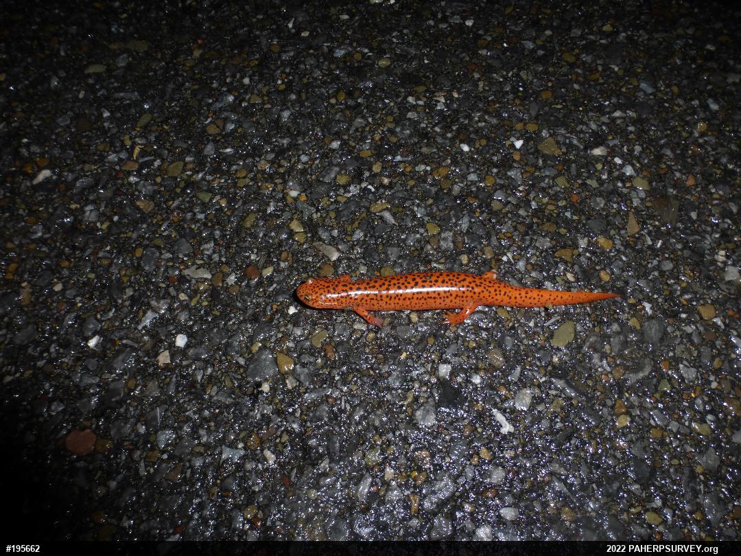 Northern Red Salamander