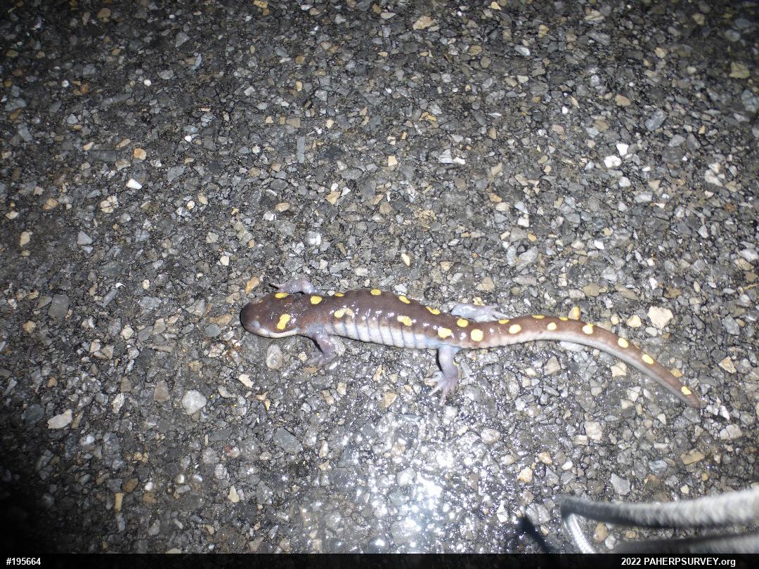 Spotted Salamander
