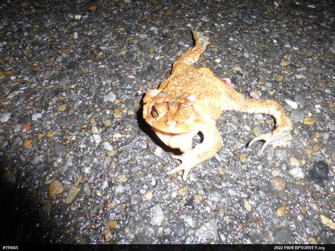 Eastern American Toad