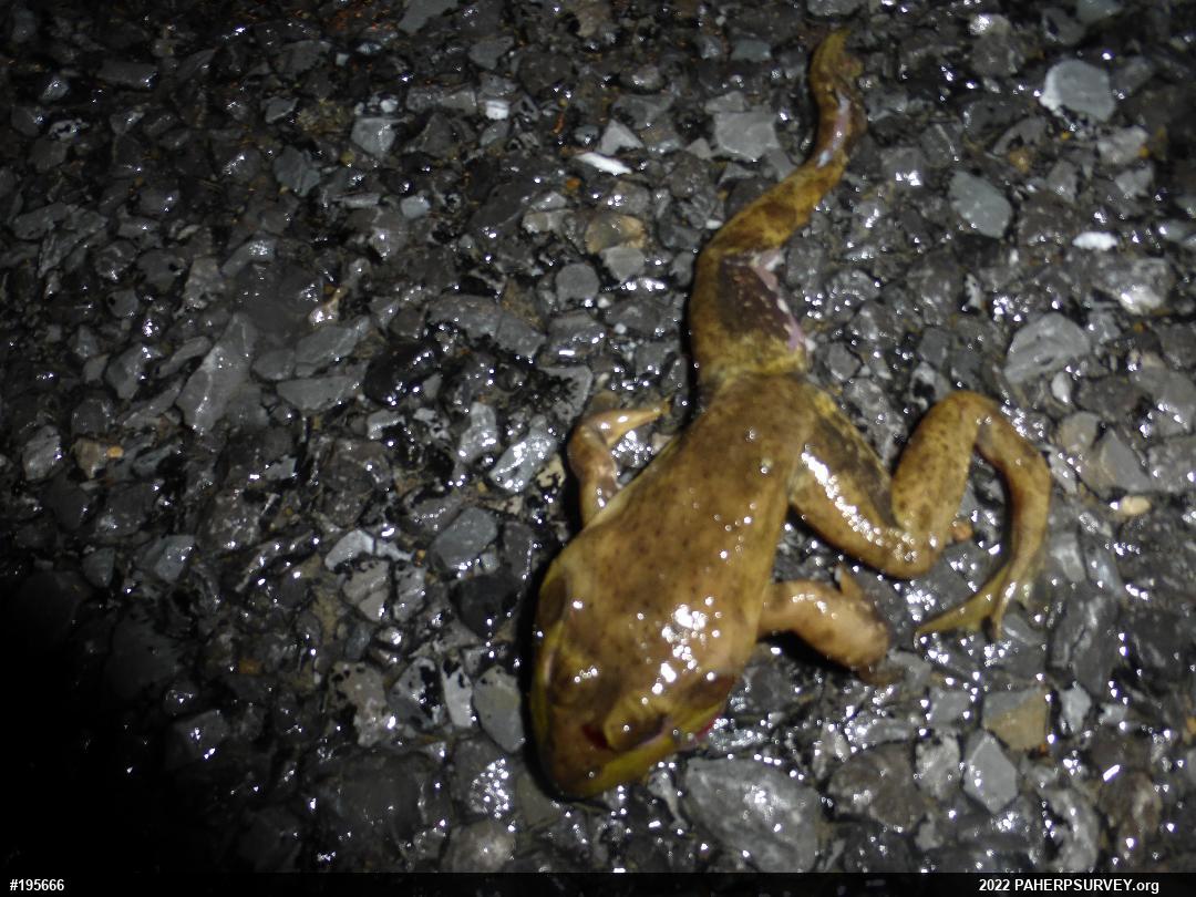 American Bullfrog