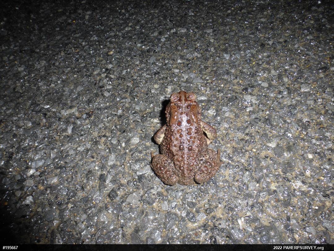 Eastern American Toad