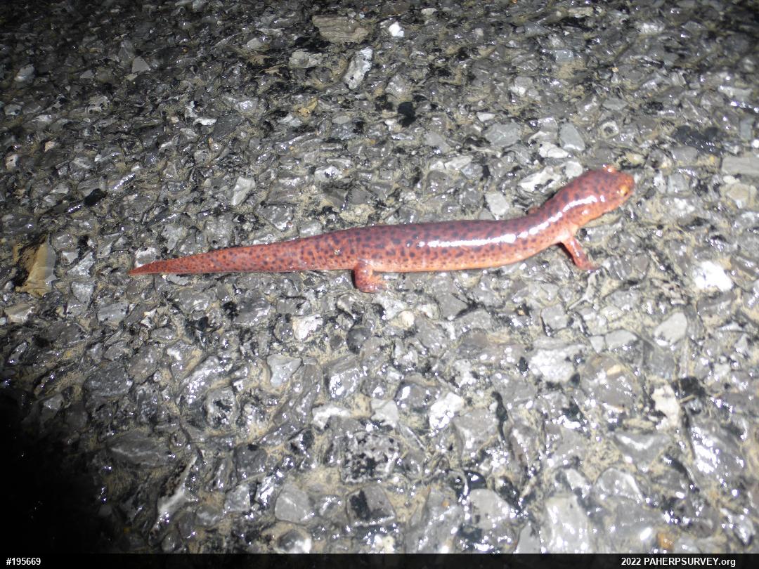 Northern Red Salamander