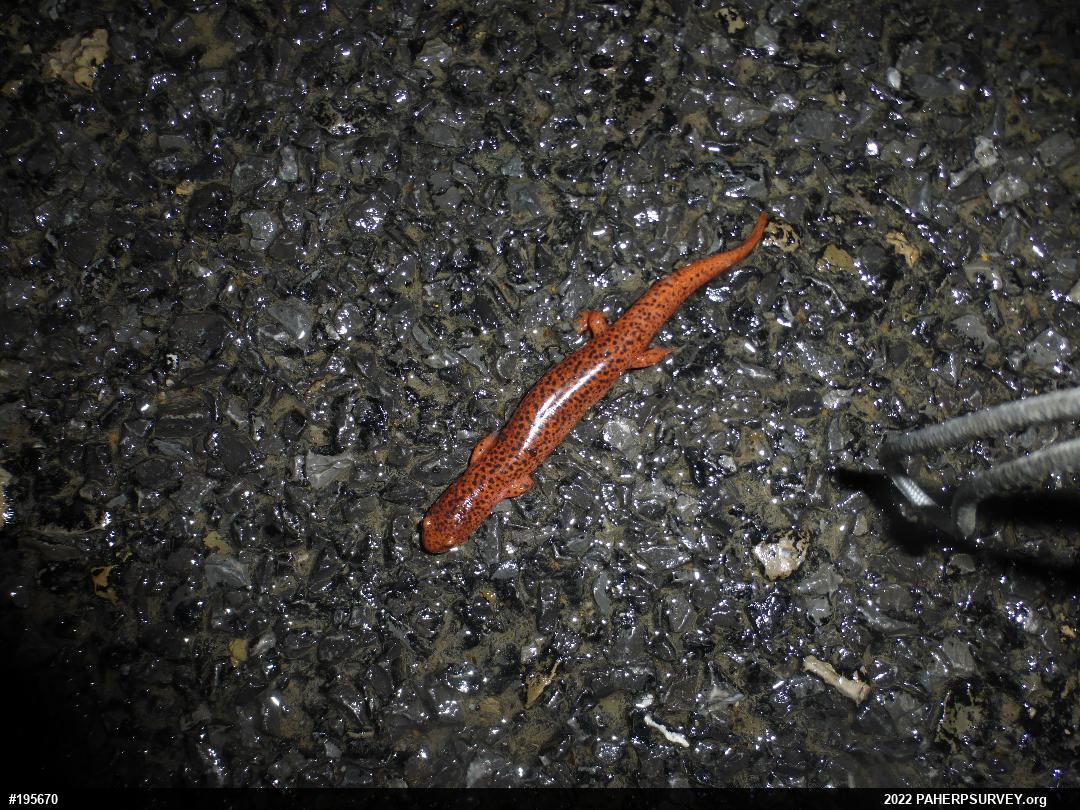 Northern Red Salamander